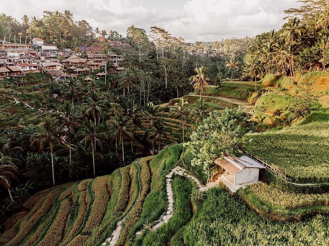 dang tran, Bali, ubud rice terrace