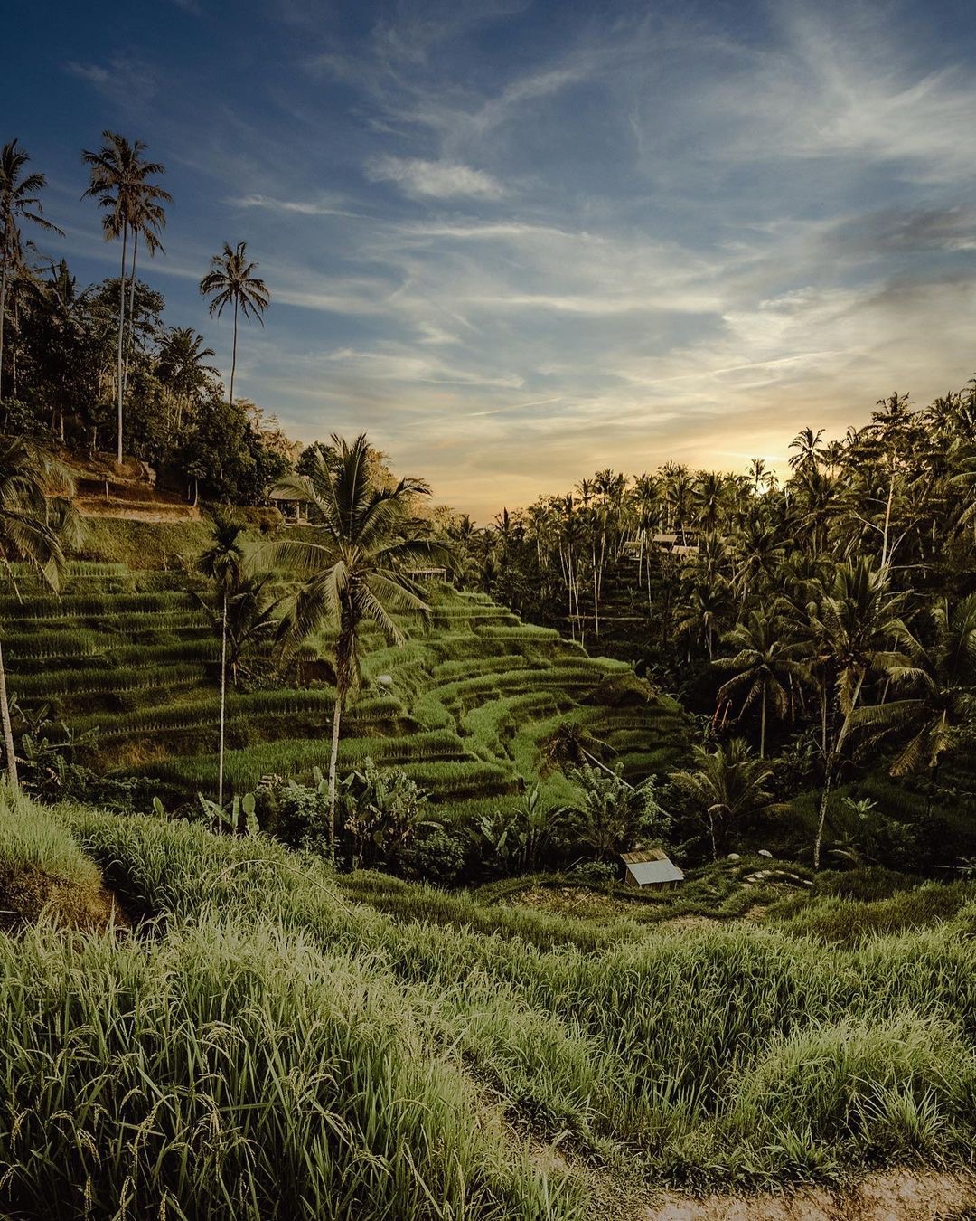 dang tran, Bali, ubud rice terrace